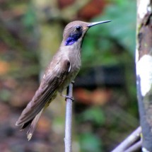 Blue-gray hummingbird